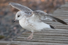 Kalalokki Larus canus Common Gull 1cy