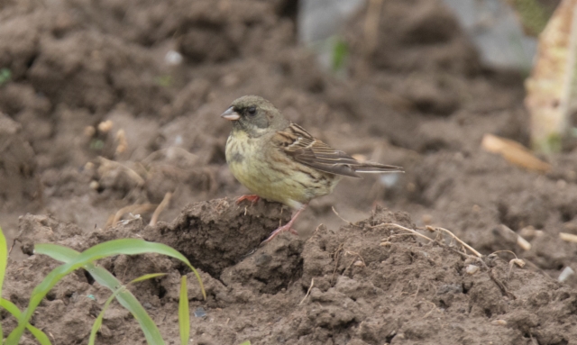 Harmaapääsirkku Emberiza spodocephala Black-faced Bunting male