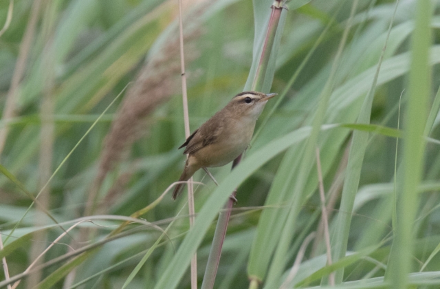 Mustakulmakerttunen Acrocephalus bistrigiceps Black-browed Warbler singing male