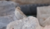 Kalliovarpunen Petronia petronia Rock Sparrow