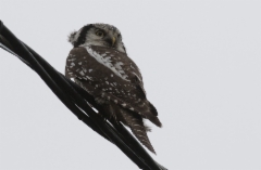 Hiiripöllö Surnia ulula Hawk Owl