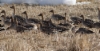 Flock of Geese in South Korea February 2014