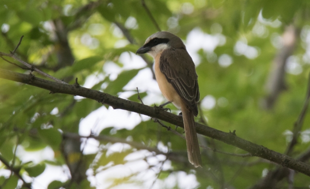 Ruskolepinkäinen Lanius cristatus Brown Shrike lucionensis