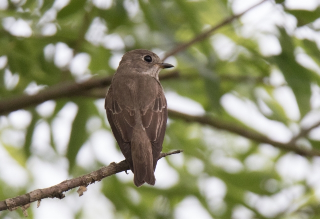 Ruskosieppo Muscicapa dauurica Asian Brown Flycatcher probably 2cy