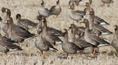 Tundrahanhi Anser albifrons Greater White-fronted Goose 