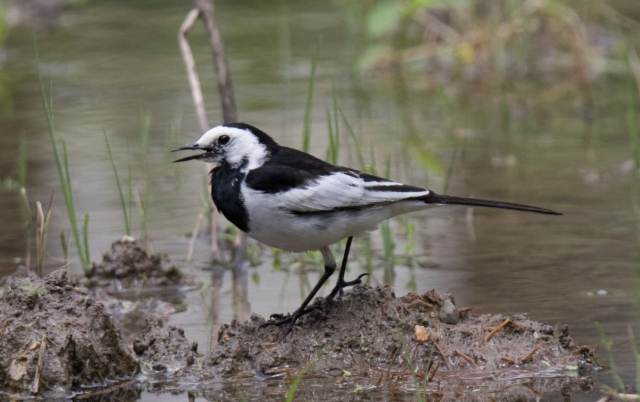 Västäräkki Motacilla alba Amur Wagtail ssp leucopsis adult male summer