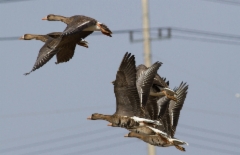 Tundrahanhi Anser albifrons Greater White-fronted Goose