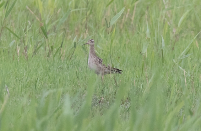 Taigakuovi Numenius minutus Little Curlew