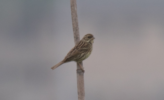 Harmaapääsirkku Emberiza spodocephala Black-faced Bunting +1cy female