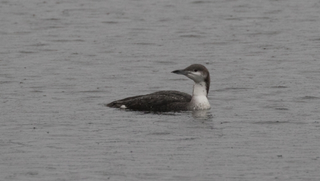 Kuikka Gavia arctica Black-throated Diver +1cy