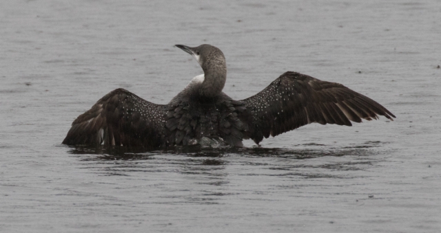 Kuikka Gavia arctica Black-thorated Diver +1cy