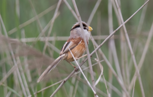 Ruokotimali Paradoxornis heudei Reed Parrotbill