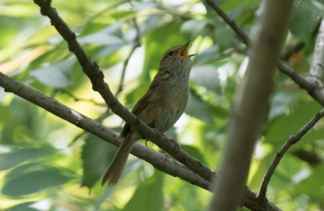 Pensassilkkikerttunen Cettia forticeps Brownish-flanked Bush Warbler