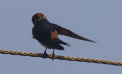 Ruostepääsky Hirundo daurica Red-rumped Swallow ssp daurica/japonica