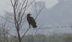 Intiankiljukotka Aquila hastata Indian Spotted Eagle