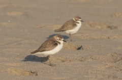 Ylänkötylli Charadrius mongolus Lesser Sand Plover winter plumage