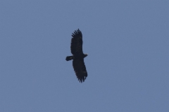 Kiljukotka Aquila clanga Greater Spotted Eagle subadult
