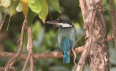 Turkoosikalastaja Todiramphus chloris Collared Kingfisher