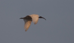 Aasianpyhäiibis Threskiornis melanocephalus Black-headed Ibis