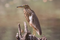 Intianriisihaikara Ardeola grayii Indian Pond Heron