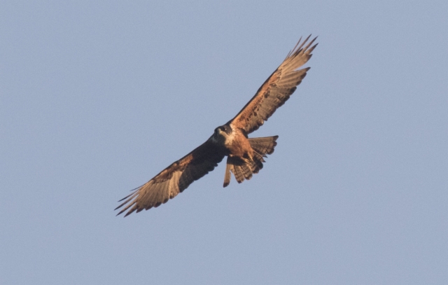 Punavatsakotka Lophotriorchis kienerii Red-bellied Eagle