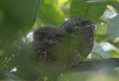Srilankanpöllökehrääjä Batrachostpmus moniliger Sri Lanka Frogmouth pair