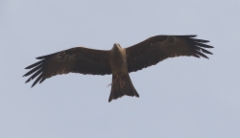 Haarahaukka Milvus migrans govinda Black Kite