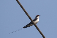 Jouhipääsky Hirundo smithii Wire-tailed Swallow