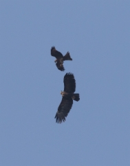 Kiljukotka Aquila clanga Greater Spotted Eagle subadult/adult