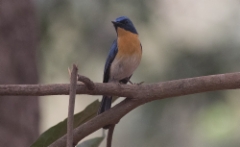 Puistosinisieppo Cyronis tickelliae Tickell´s Blue Flycatcher