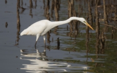 Jalohaikara Ardea alba Great Egret