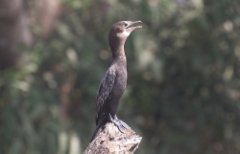 Jaavanmerimetso Phalacrocorax niger Little Cormorant