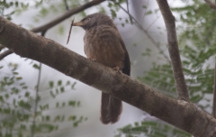 Metsäpensastimali Turdoides striata Jungle Babbler