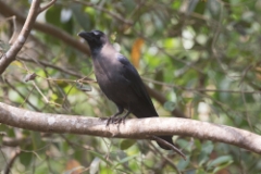 Kylävaris Corvus splendens House Crow