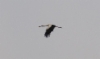 Kattohaikara Ciconia ciconia White Stork