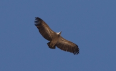 Hanhikorppikotka Gyps fulvus Griffon Vulture