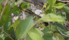 Hippiäisuunilintu Phylloscopus proregulus Pallas´s Leaf Warbler