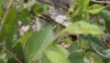 Hippiäisuunilintu Phylloscopus proregulus Pallas´s Leaf Warbler