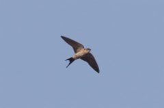 Ruostepääsky Hirundo daurica Red-rumped Swallow