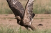Arokotka Aquila nipalensis Steppe Eagle older subadult or adult
