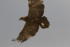 Arokotka Aquila nipalensis Steppe Eagle older subadult or adult