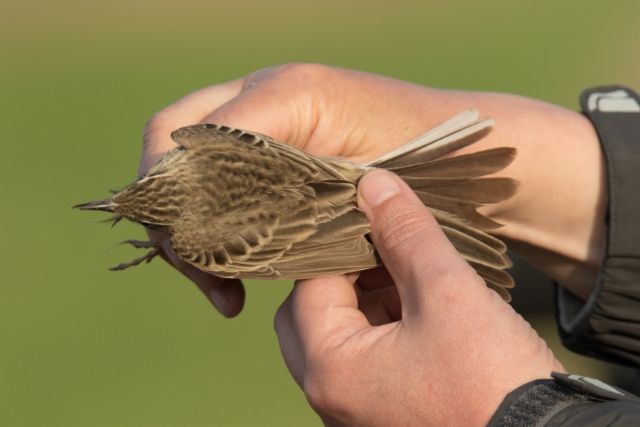 Isokirvinen Anthus richardi Richard´s Pipit +1cy