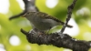 Hartert´s Leaf Warbler Phylloscopus goodsoni