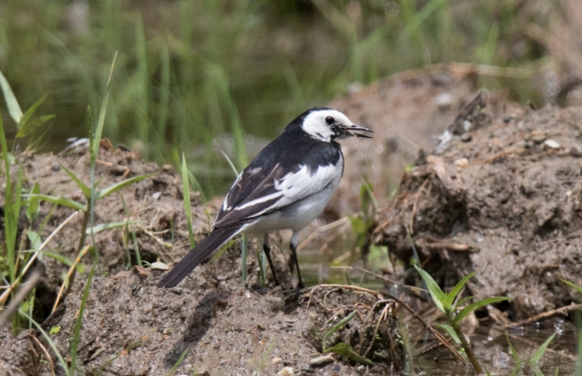 Västäräkki Motacilla alba leucopsis Amur Wagtail