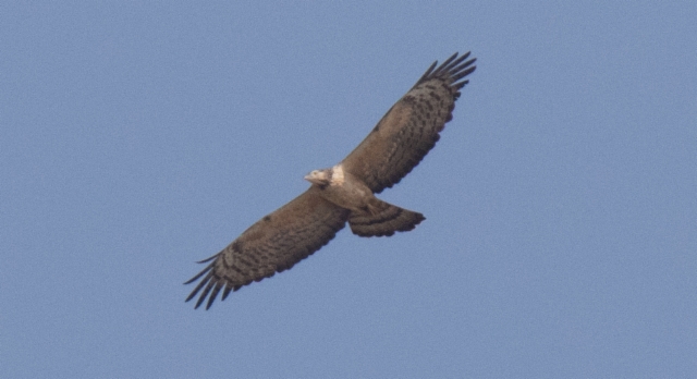 Idänmehiläishaukka Pernis ptilorhynchos Oriental Honey Buzzard female