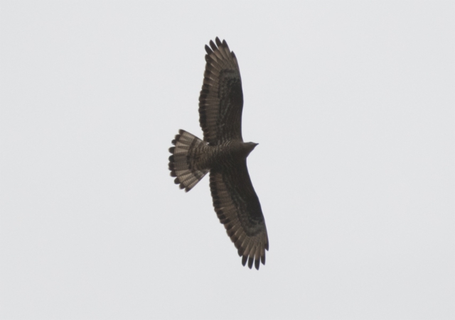 Mehiläishaukka Pernis apivorus Honey Buzzard male