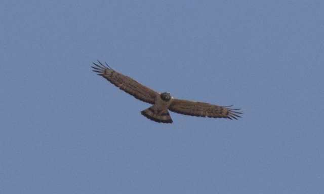 Idänmehiläishaukka Pernis ptilorhynchos Oriental Honey Buzzard +2cy male