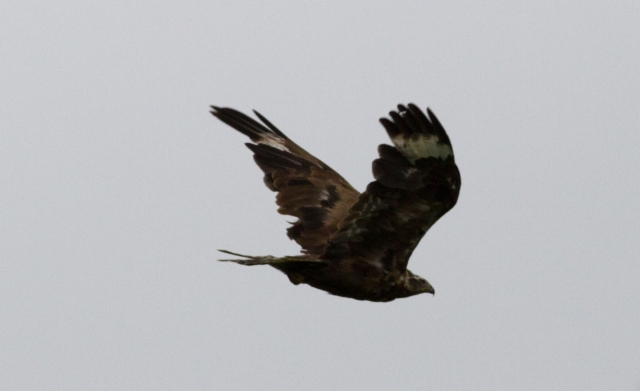 Mongolianhiirihaukka Buteo hemilasius Upland Buzzard