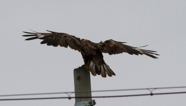 Mongolianhiirihaukka Buteo hemilasius Upland Buzzard