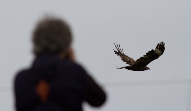 Mongolianhiirihaukka Buteo hemilasius Upland Buzzard